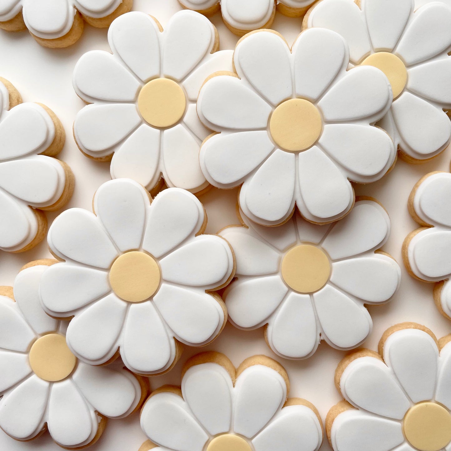 Daisy Cookies (wide petal) 12 Pack